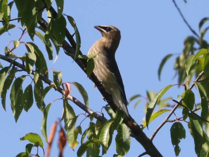 Mystery bird to be identified