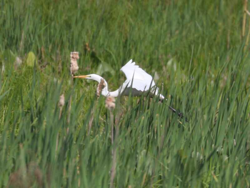 Mystery bird to be identified
