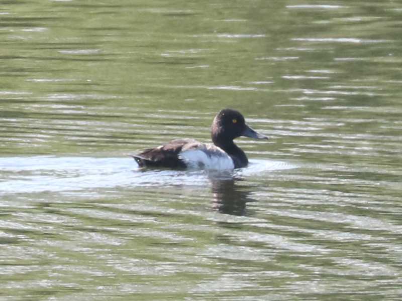 Mystery bird to be identified