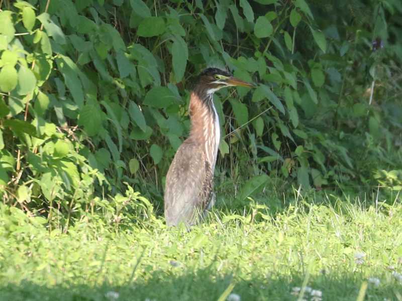 Mystery bird to be identified