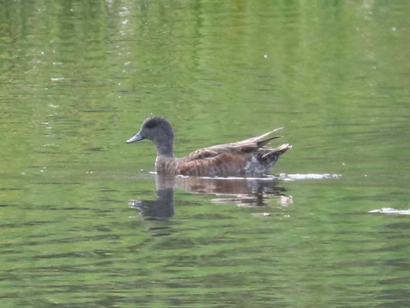 Mystery bird to be identified