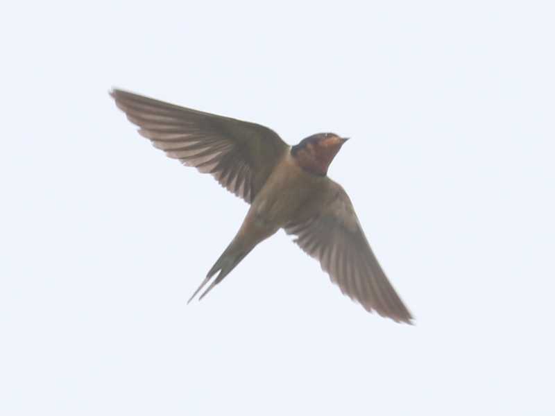 Mystery bird to be identified