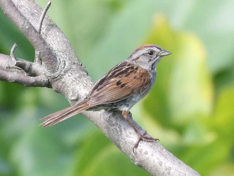 Mystery bird to be identified