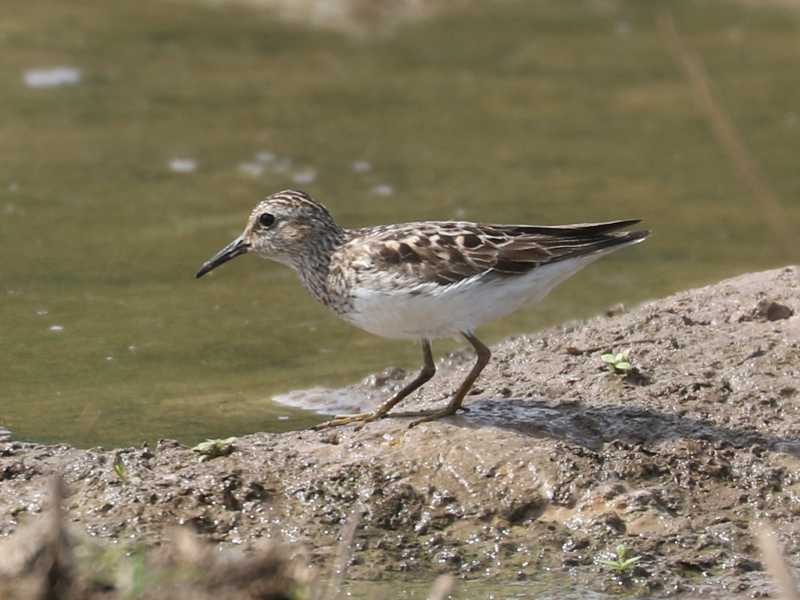 Mystery bird to be identified