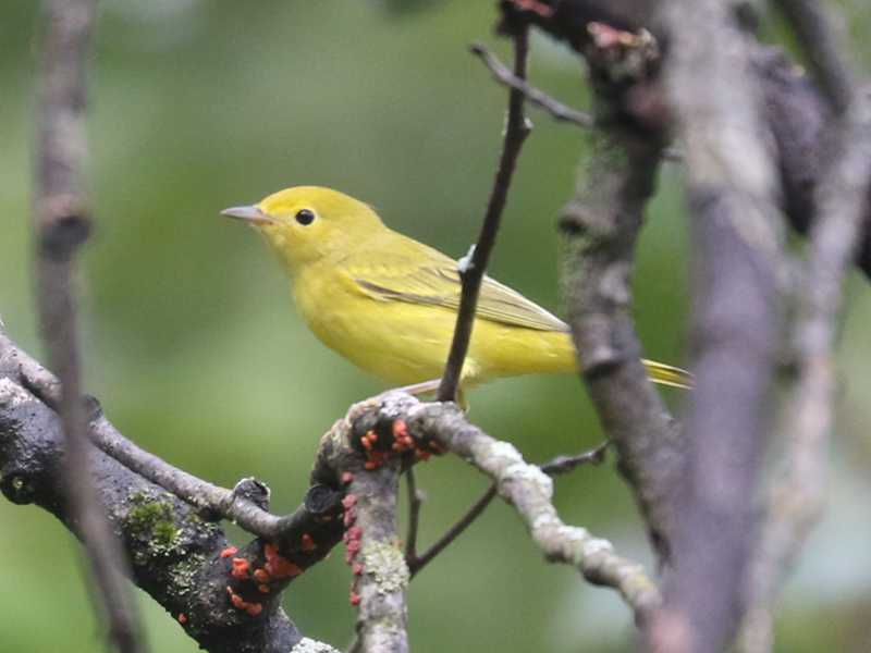Mystery bird to be identified