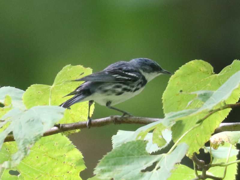 Mystery bird to be identified