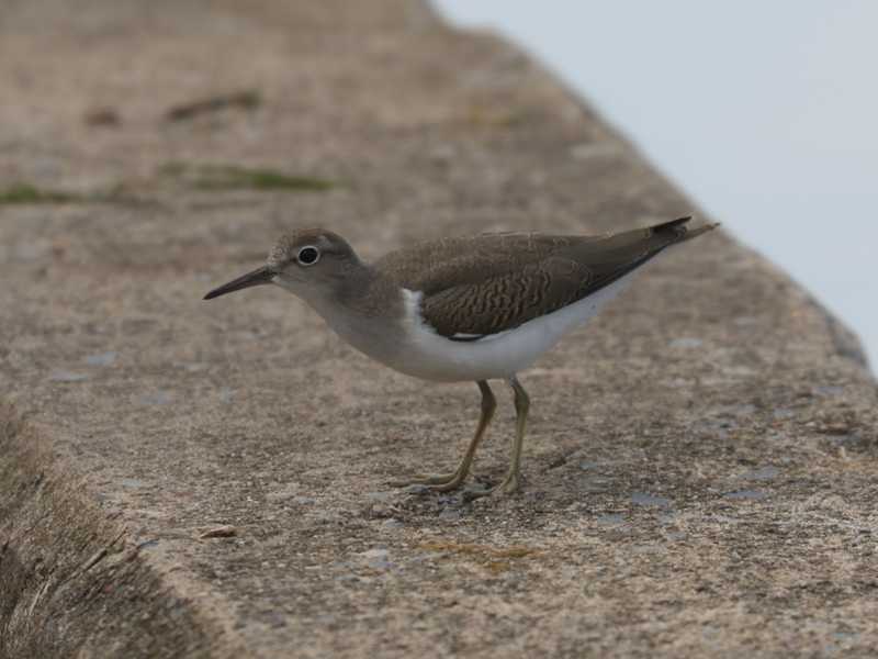 Mystery bird to be identified
