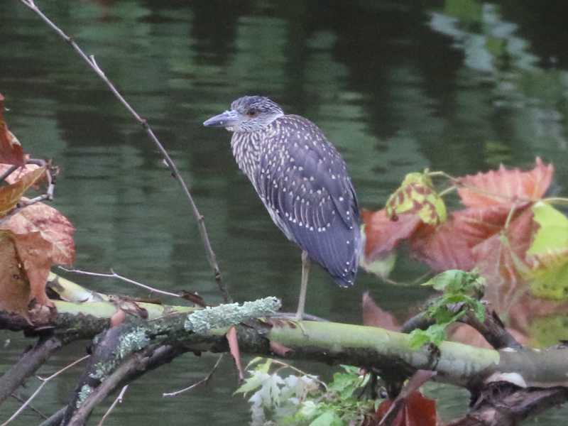 Mystery bird to be identified