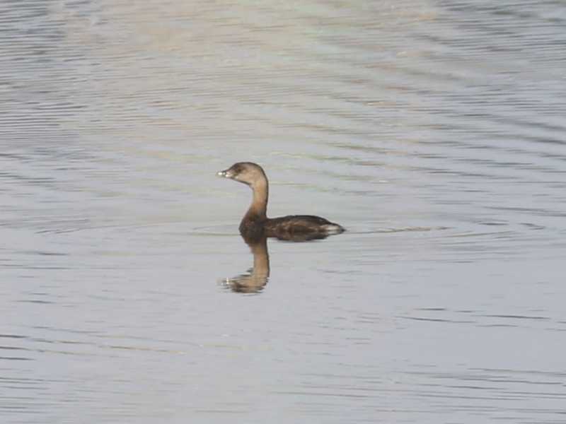 Mystery bird to be identified