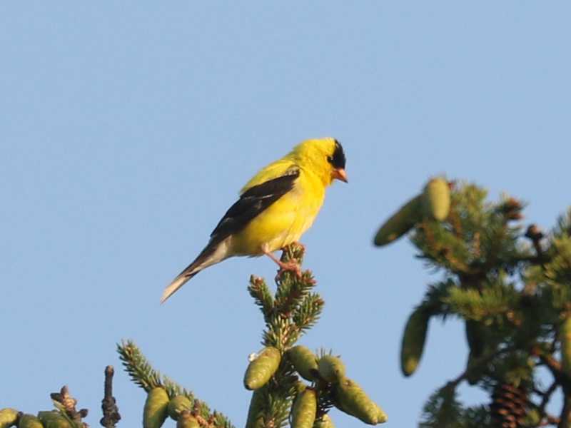 Mystery bird to be identified