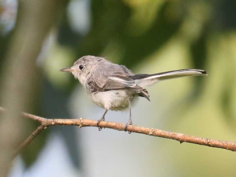 Mystery bird to be identified