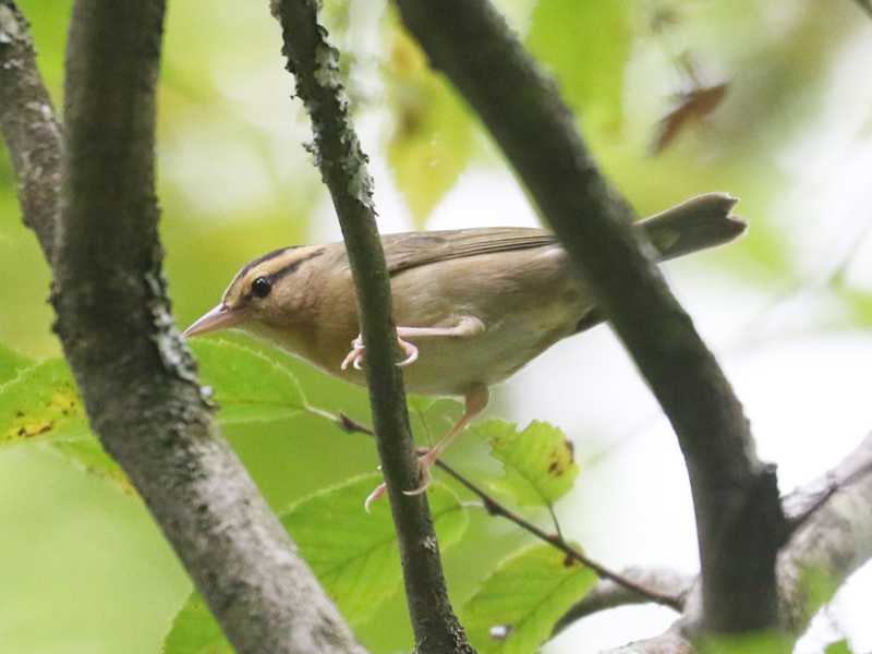 Mystery bird to be identified