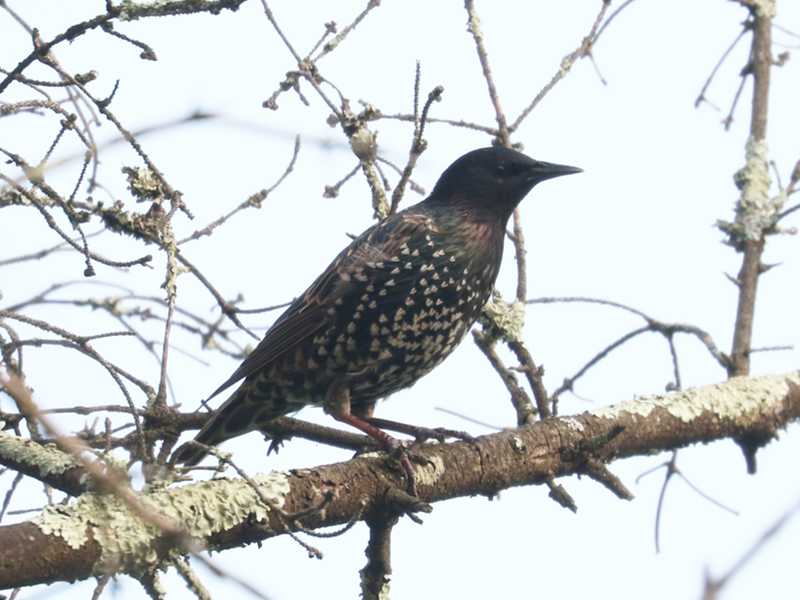 Mystery bird to be identified