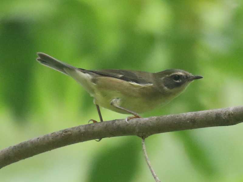 Mystery bird to be identified