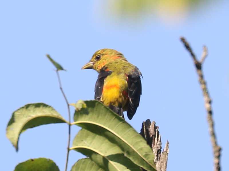 Mystery bird to be identified