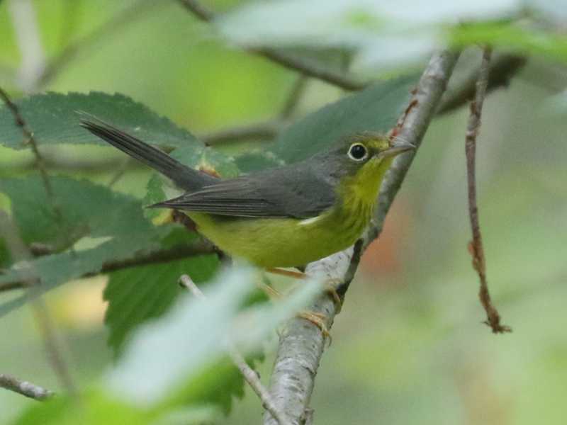 Mystery bird to be identified