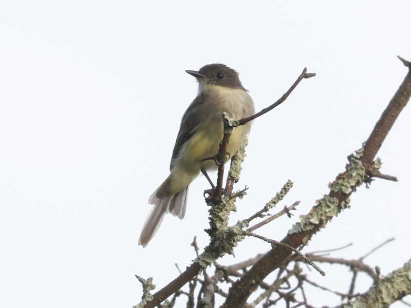 Mystery bird to be identified