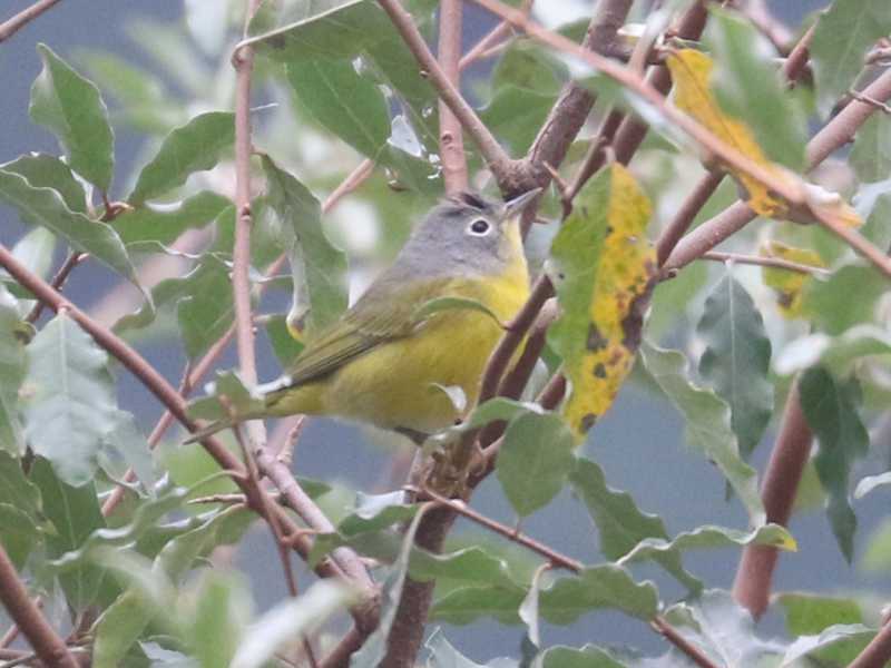 Mystery bird to be identified