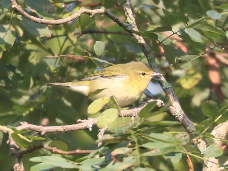 Mystery bird to be identified