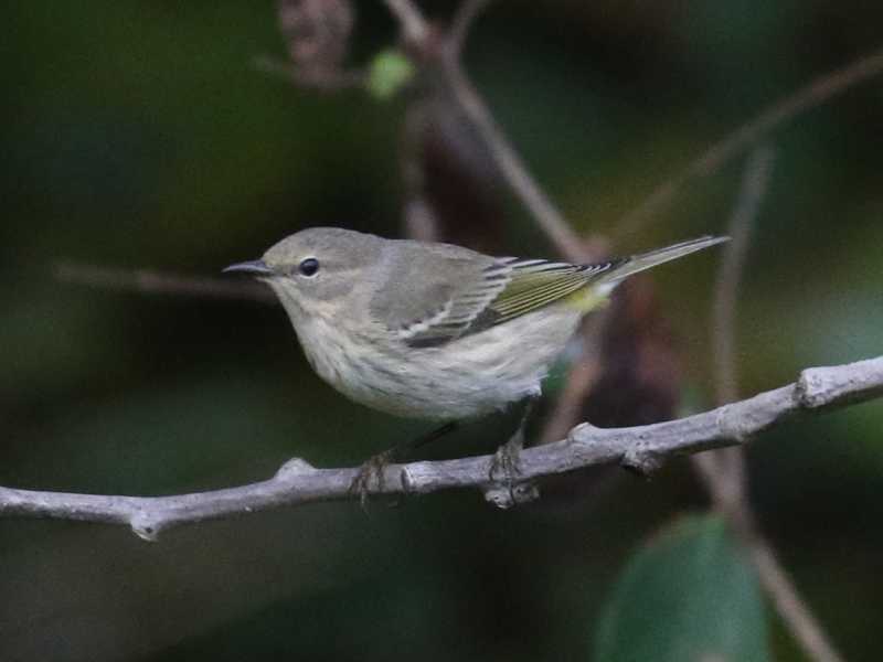 Mystery bird to be identified
