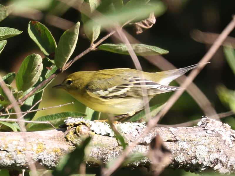Mystery bird to be identified