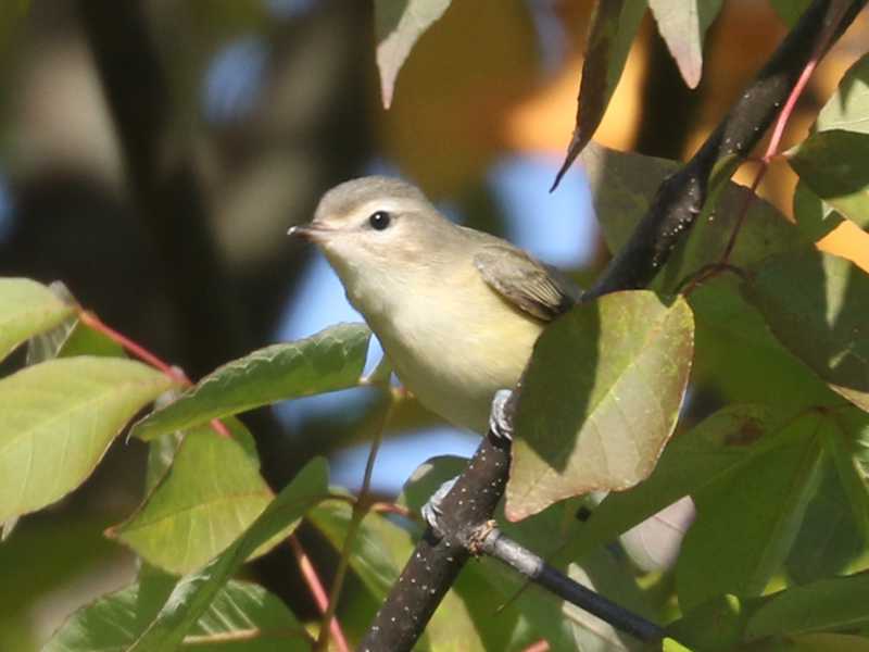 Mystery bird to be identified