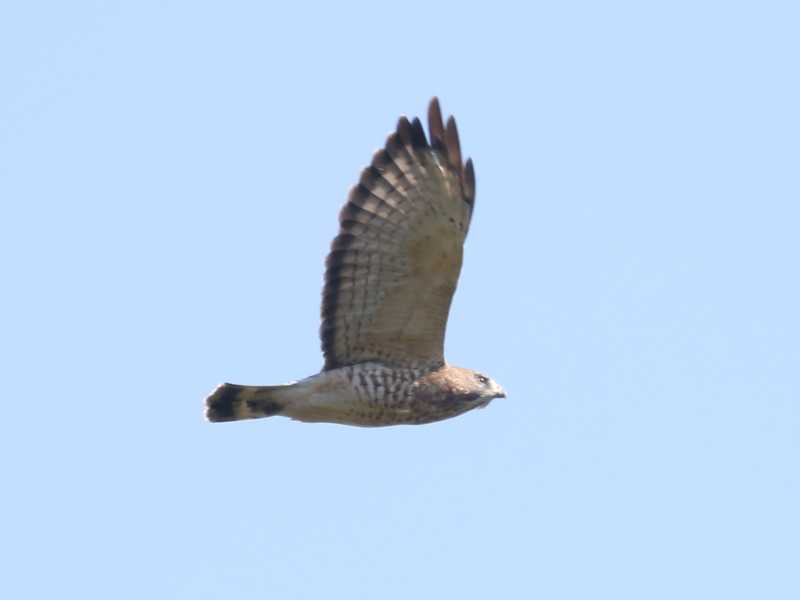 Mystery bird to be identified