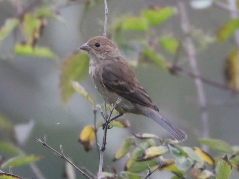 Mystery bird to be identified