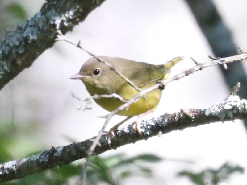 Mystery bird to be identified