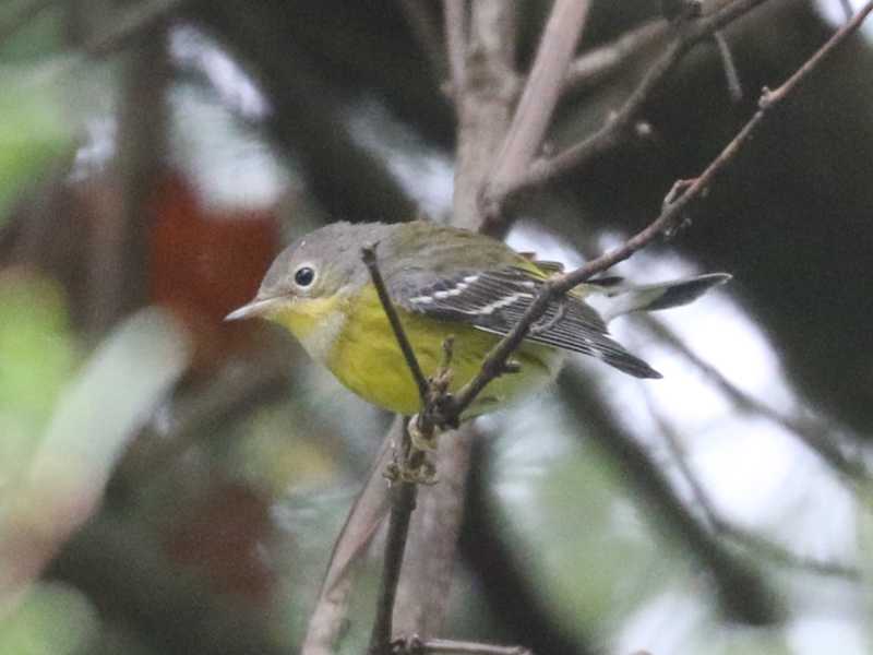 Mystery bird to be identified
