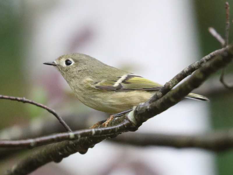 Mystery bird to be identified