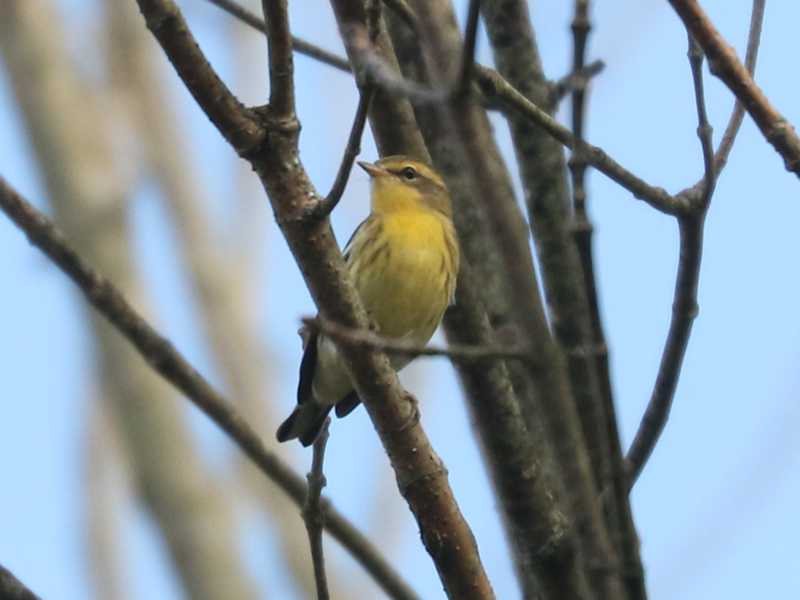 Mystery bird to be identified