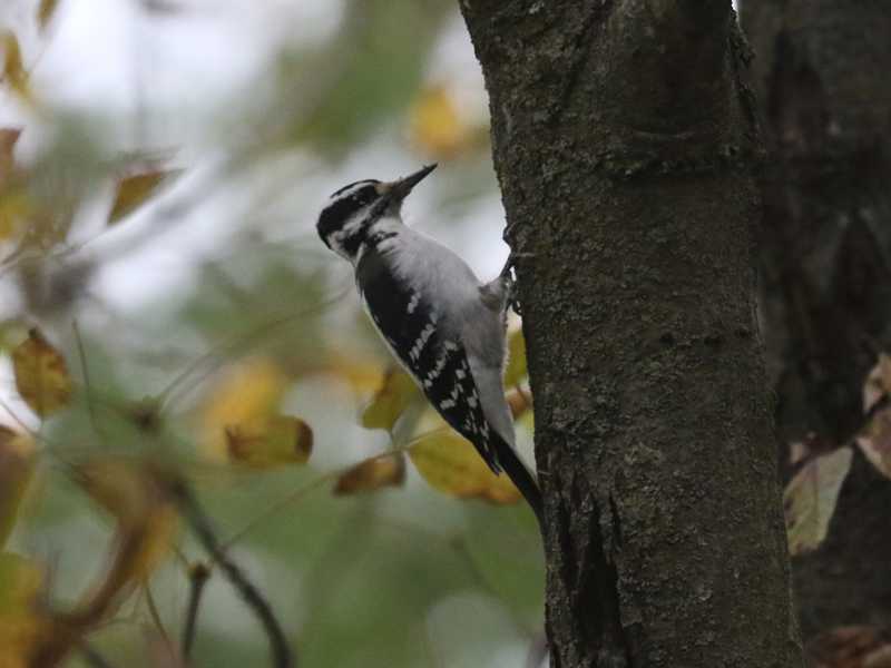Mystery bird to be identified