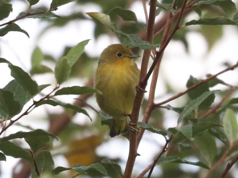 Mystery bird to be identified