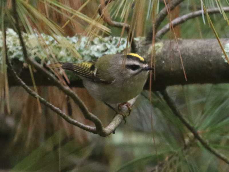 Mystery bird to be identified