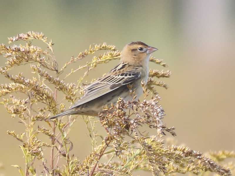 Mystery bird to be identified