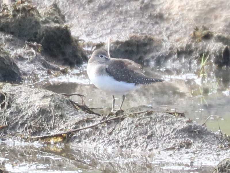 Mystery bird to be identified