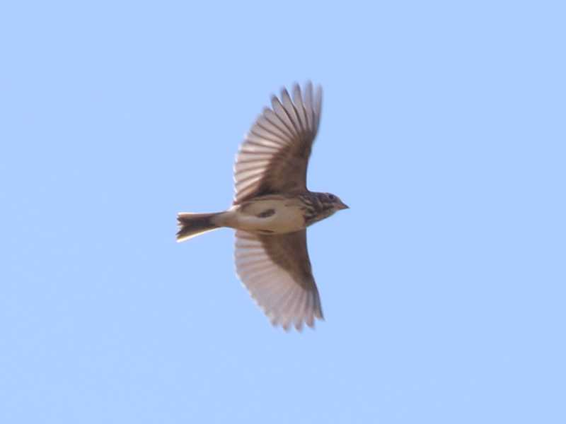 Mystery bird to be identified