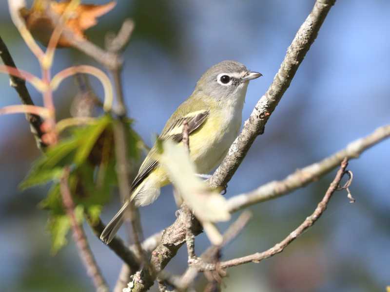 Mystery bird to be identified