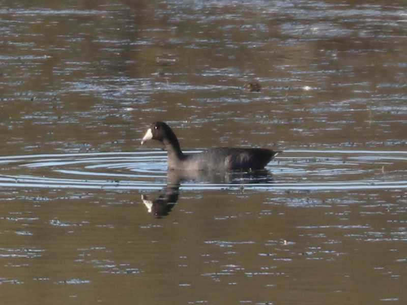 Mystery bird to be identified