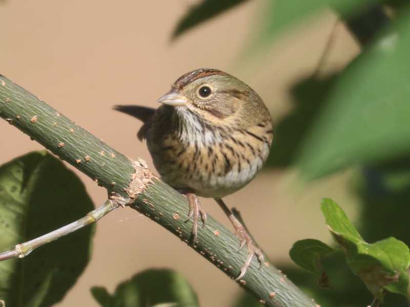 Mystery bird to be identified