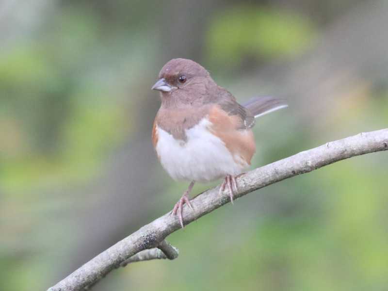 Mystery bird to be identified