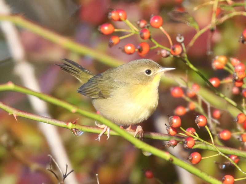 Mystery bird to be identified