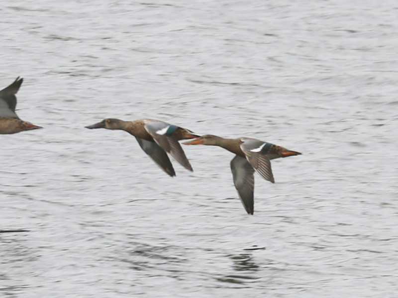 Mystery birds to be identified