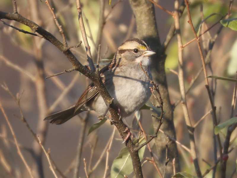 Mystery bird to be identified