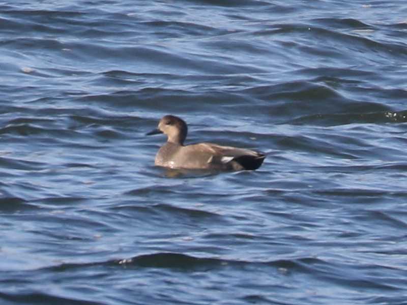 Mystery bird to be identified