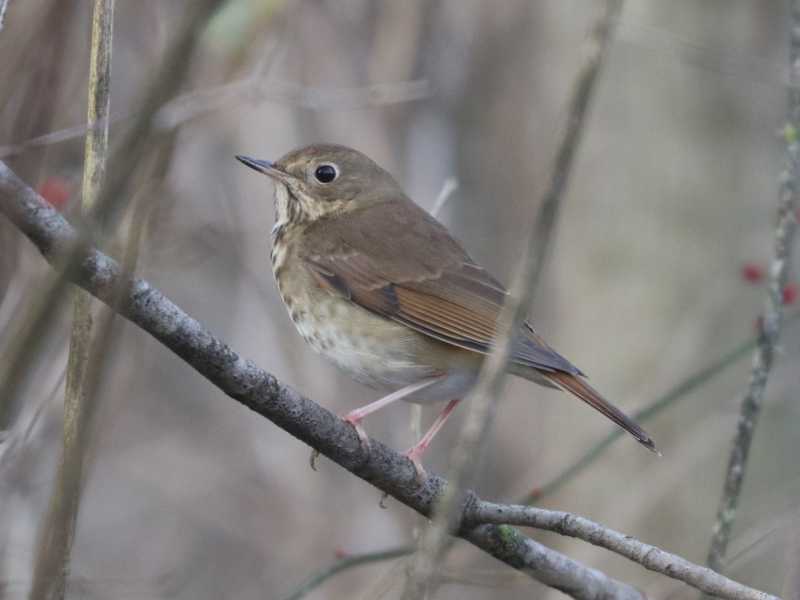 Mystery bird to be identified