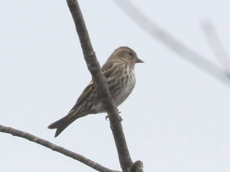 Mystery bird to be identified