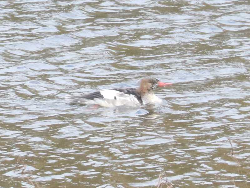 Mystery bird to be identified