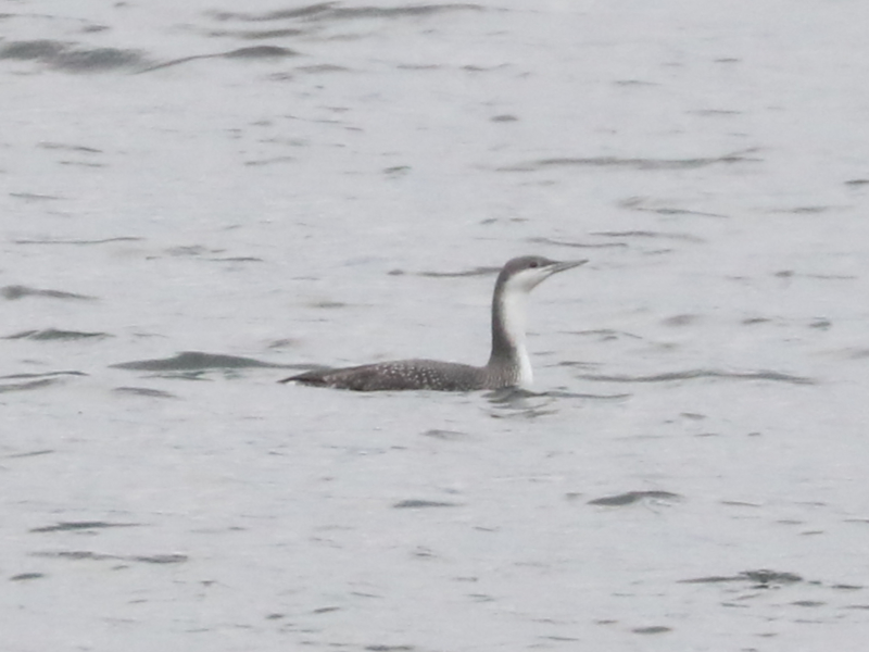 Mystery bird to be identified